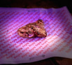Crafted Grilled Chicken